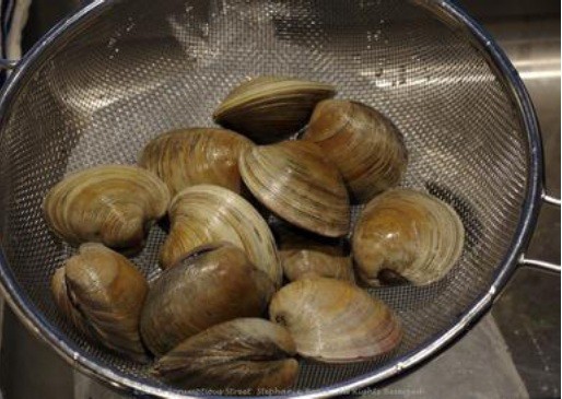 Sample of clams in their shells