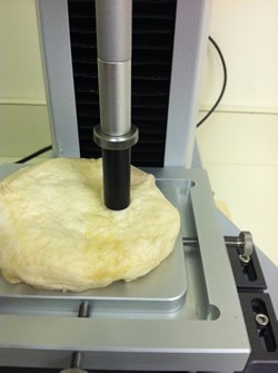 dough sample